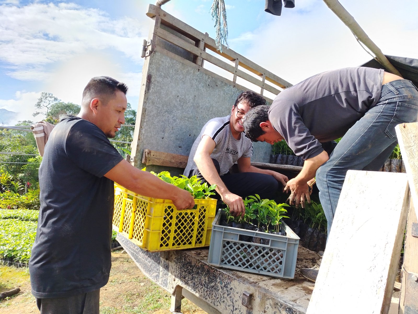 Municipio de Puyango entrega 27 mil plántulas de café a Procap